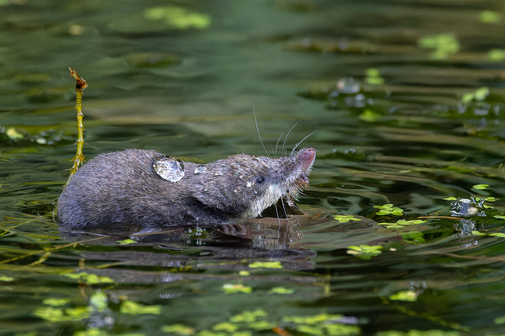 Wasserspitzmaus auf der Jagd