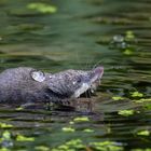 Wasserspitzmaus auf der Jagd