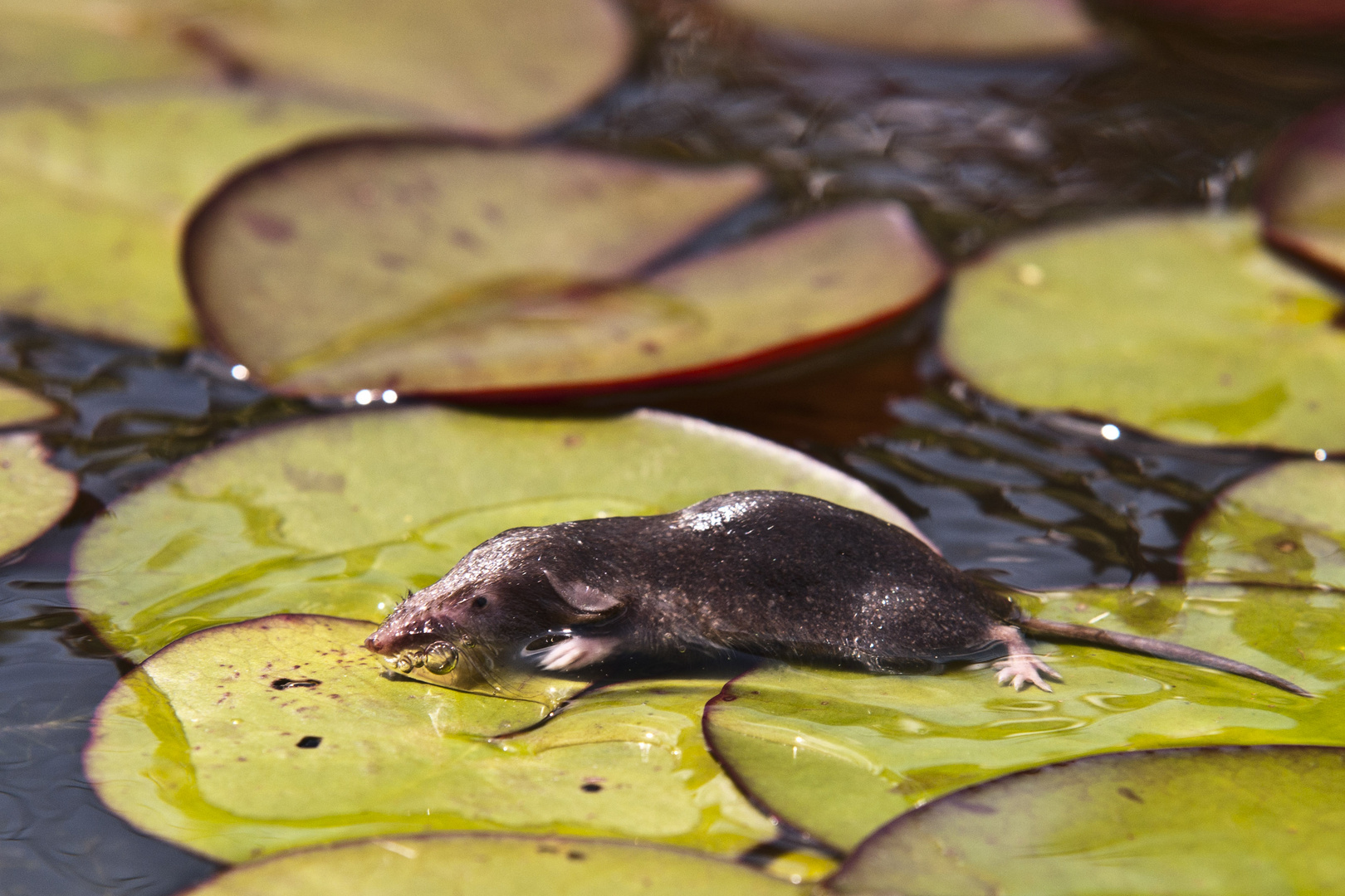 Wasserspitzmaus zu Besuch im Gartenteich