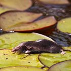 Wasserspitzmaus zu Besuch im Gartenteich