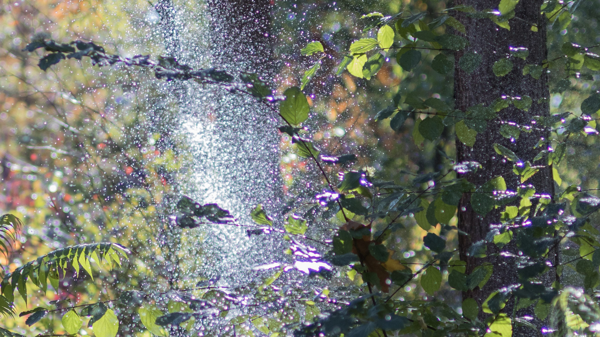 Wassersprenger im Gegenlicht oder CA sind auch nur bunte Lichter