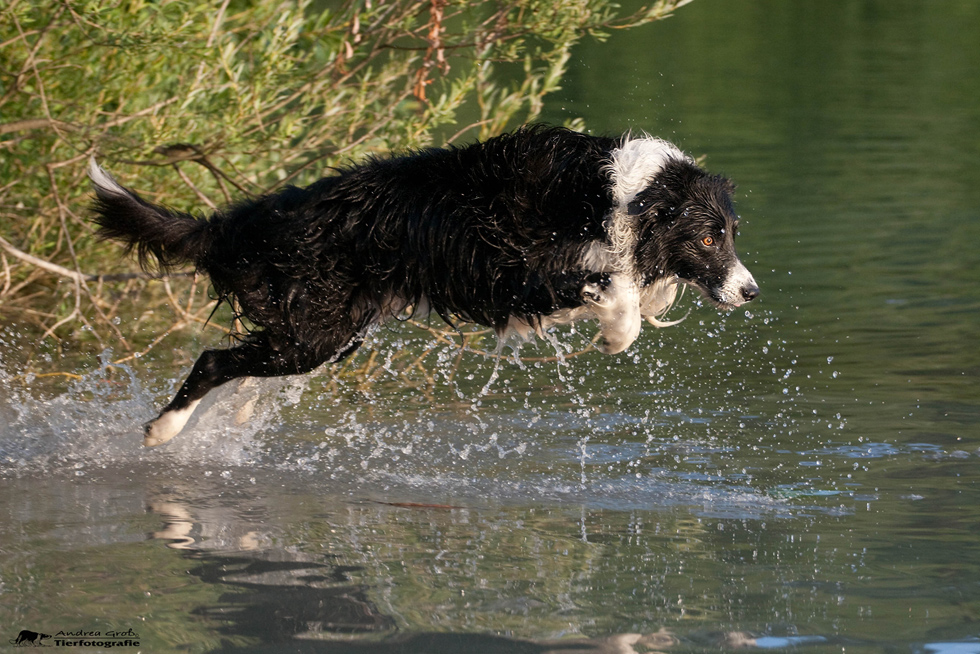 wasserspringer