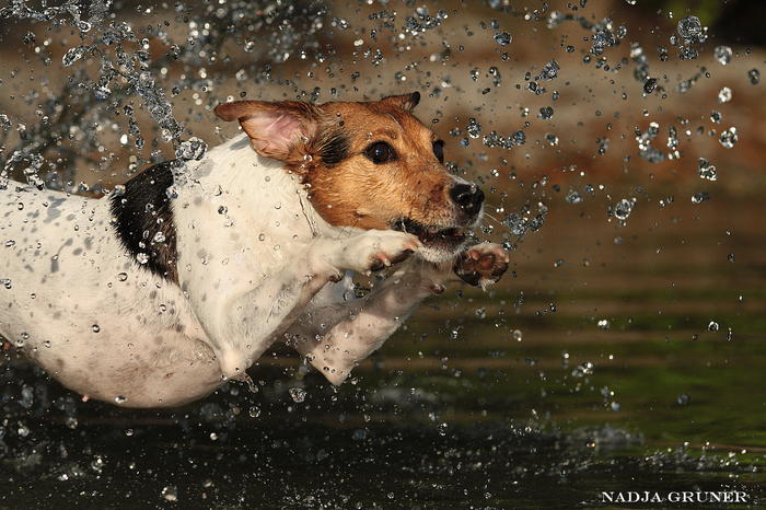 Wasserspritzflug-Terrier
