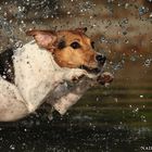 Wasserspritzflug-Terrier