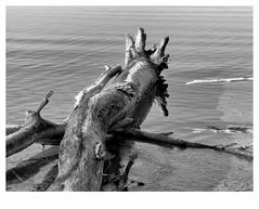 Wasserstamm