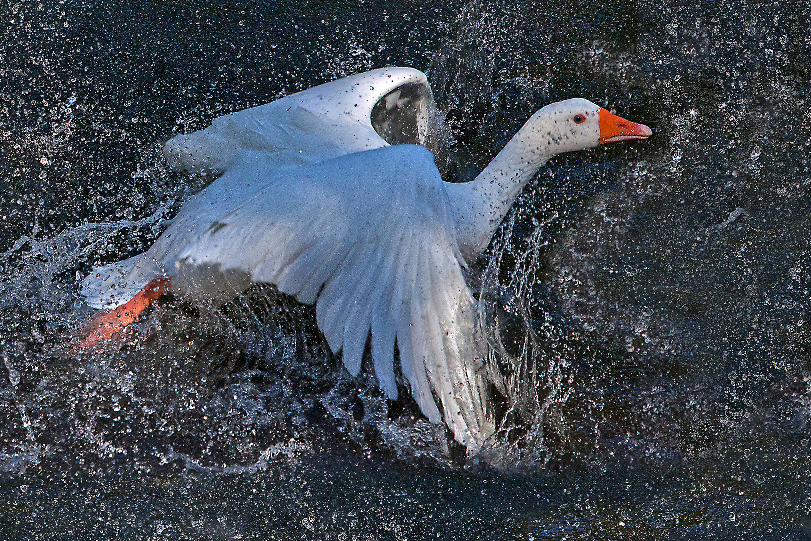 Wasserstart