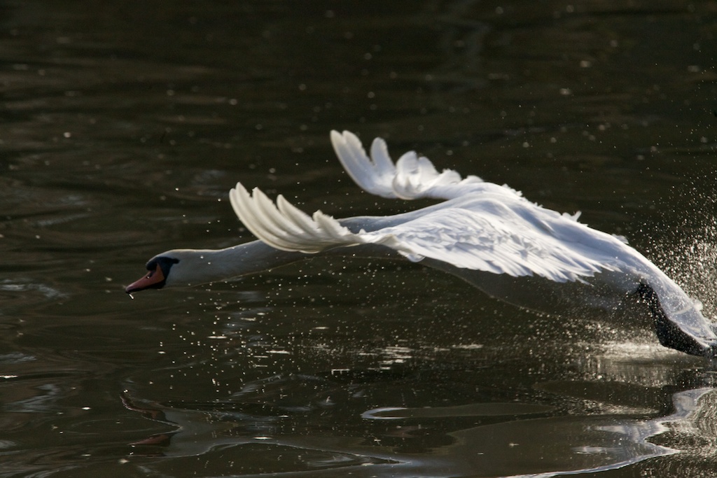 Wasserstart