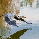 Wasserstart aus dem Stand _:_ Grau-/Fischreiher