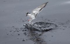 Wasserstart der Seeschwalbe