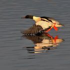 Wasserstart des Gänsesägers