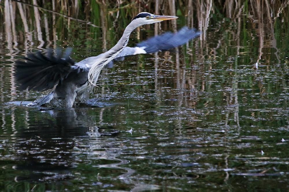 Wasserstart des Graureihers