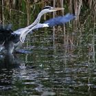 Wasserstart des Graureihers