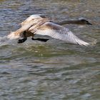 Wasserstart eines jungen Höckerschwans