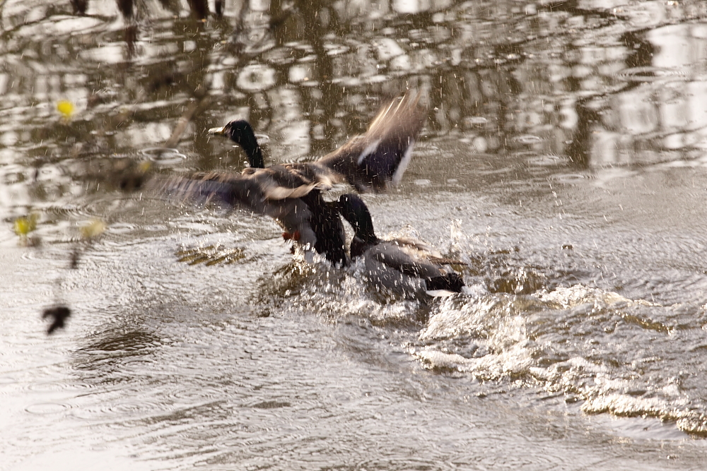 Wasserstart II