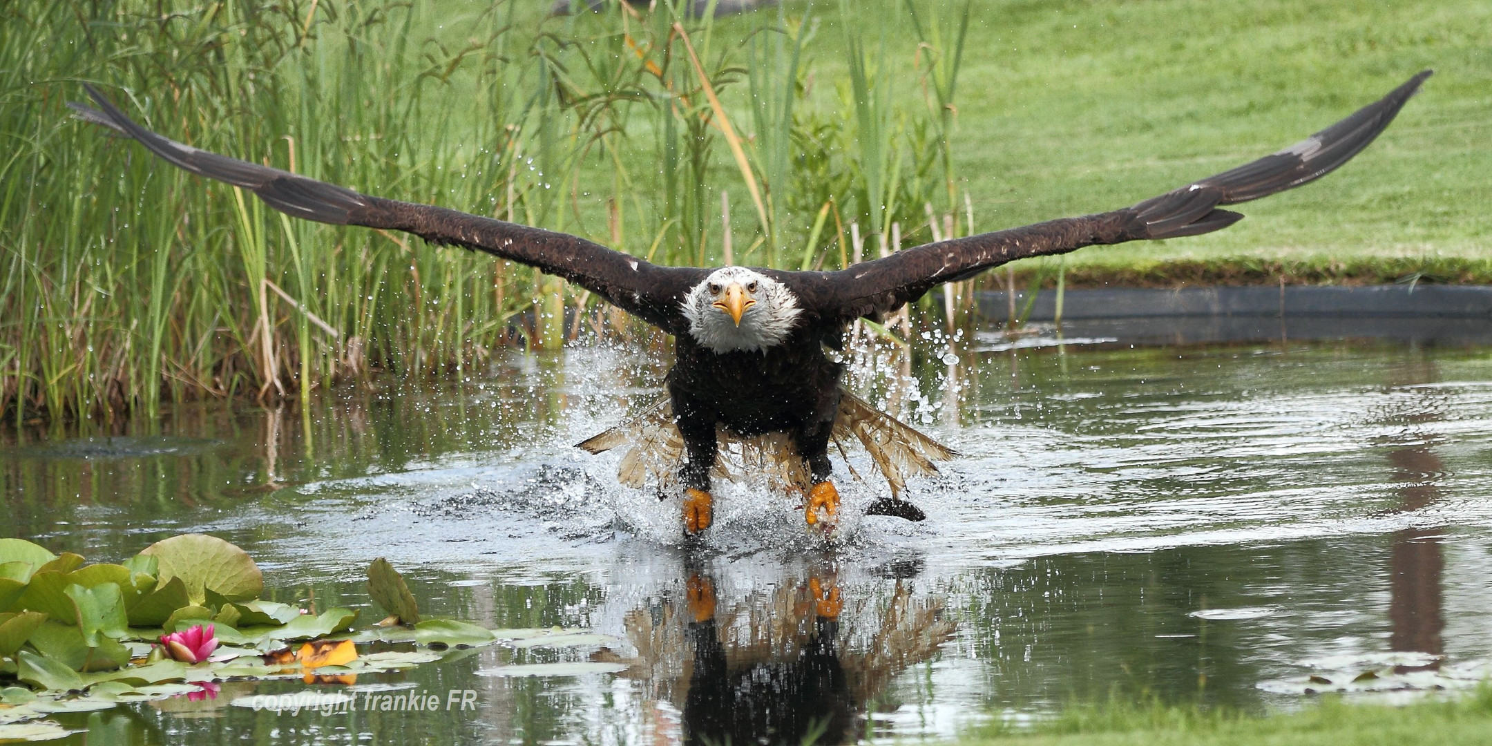 Wasserstart II, Weißkopfseeadler