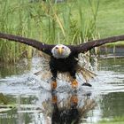 Wasserstart II, Weißkopfseeadler