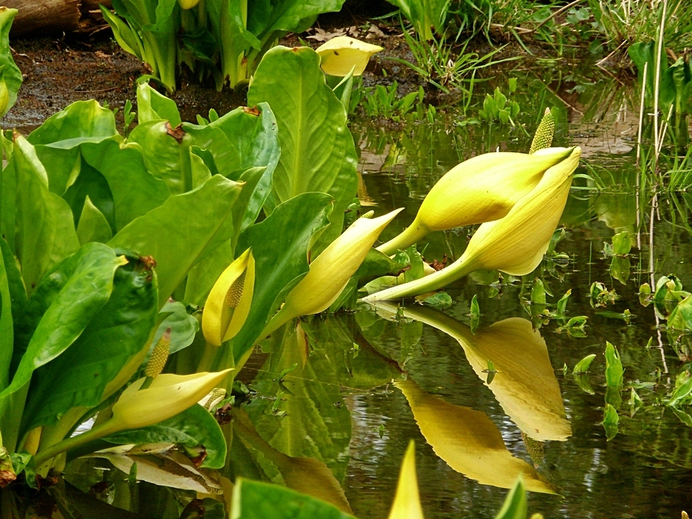 Wasserstauden - gelbe Scheincalla