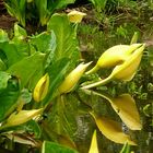 Wasserstauden - gelbe Scheincalla