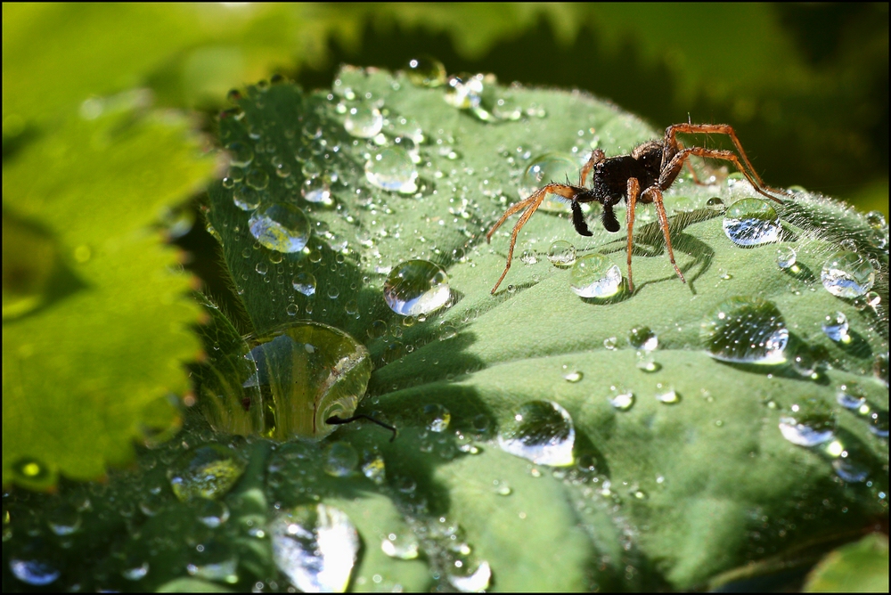 ~ WASSERSTELLENJÄGER ~