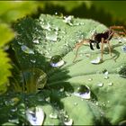 ~ WASSERSTELLENJÄGER ~