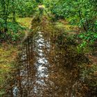 Wasserstrasse durch den Wald