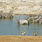 Wassersuchende Tiere an einem Wasserloch !