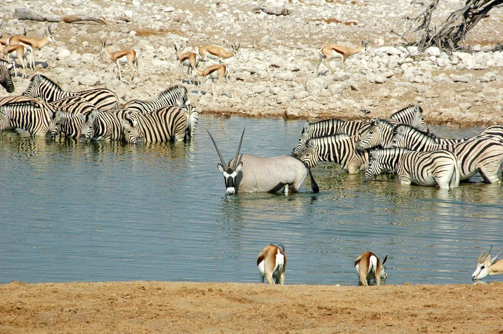 Wassersuchende Tiere an einem Wasserloch !