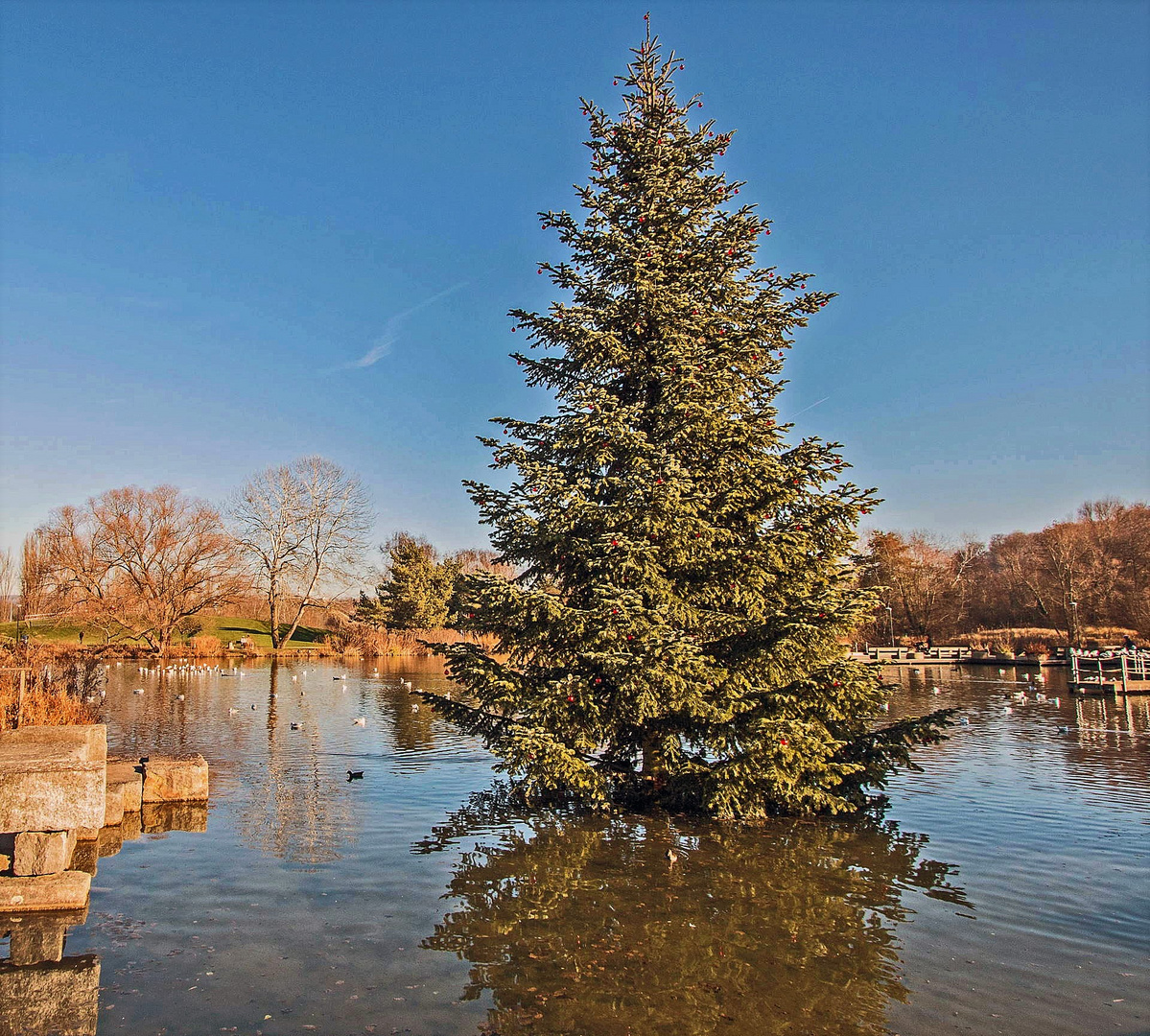 "Wassertannenbaum"