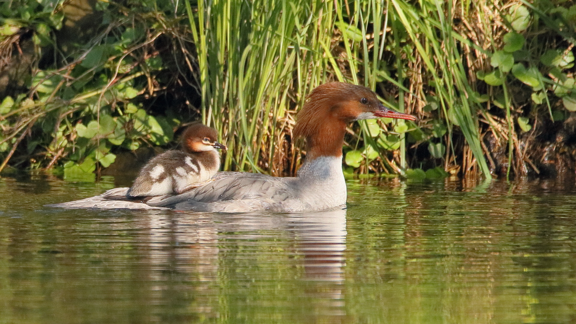 Wassertaxi