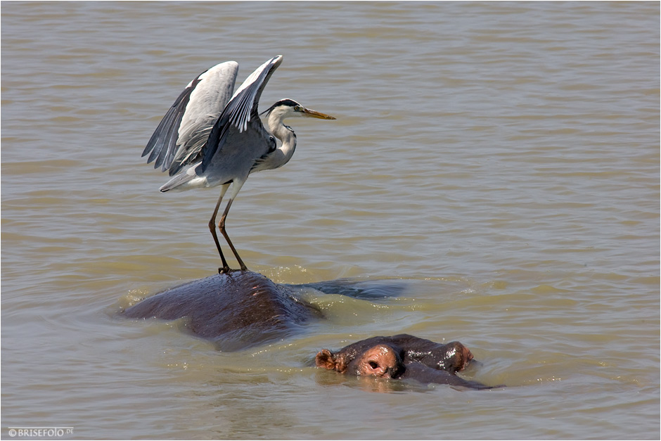 Wassertaxi