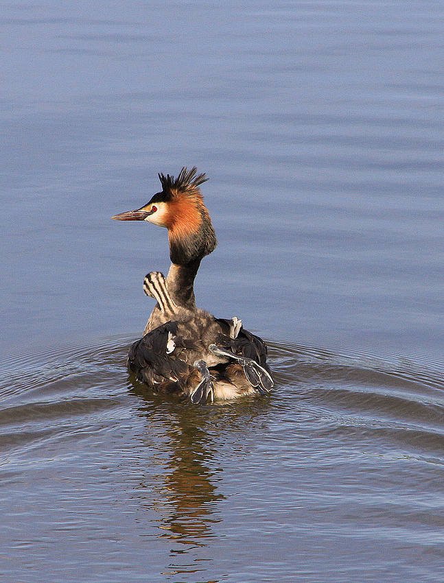 Wassertaxi