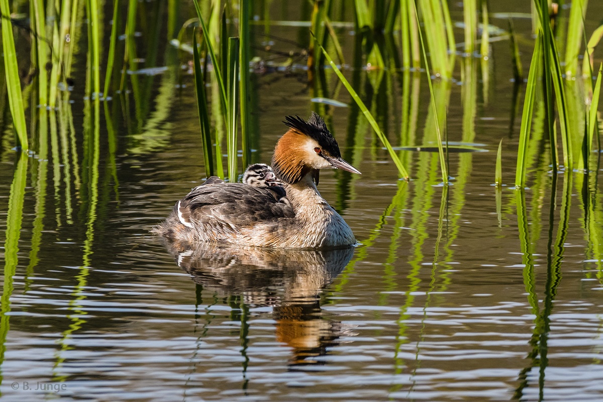 Wassertaxi