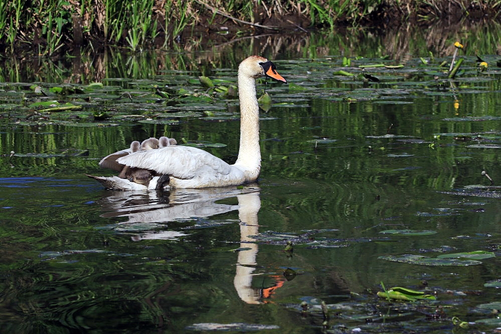 Wassertaxi