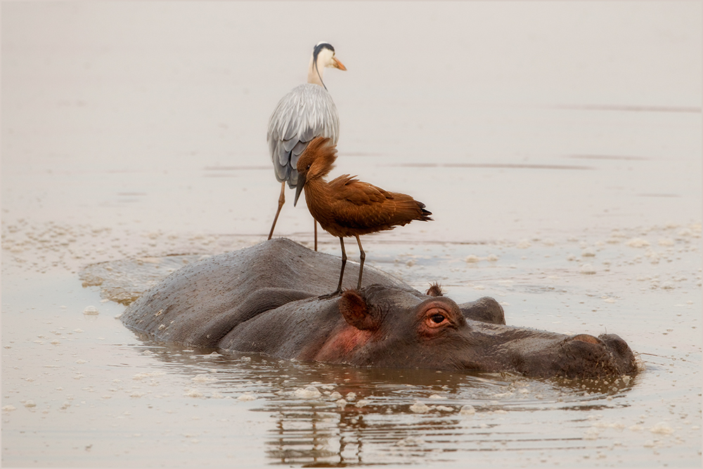 Wassertaxi