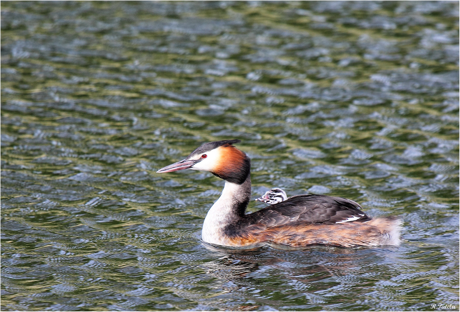 Wassertaxi