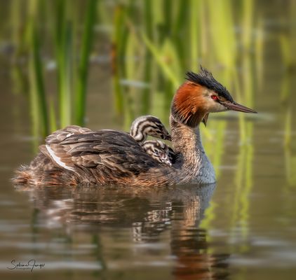 Wassertaxi für Drei