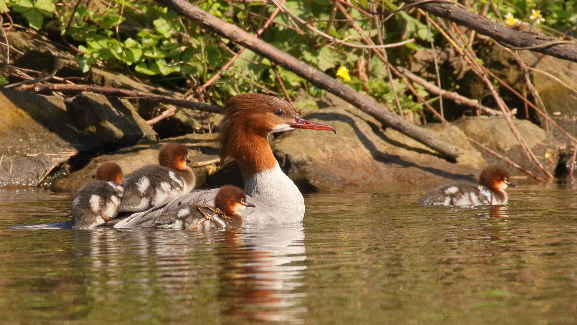 Wassertaxi II