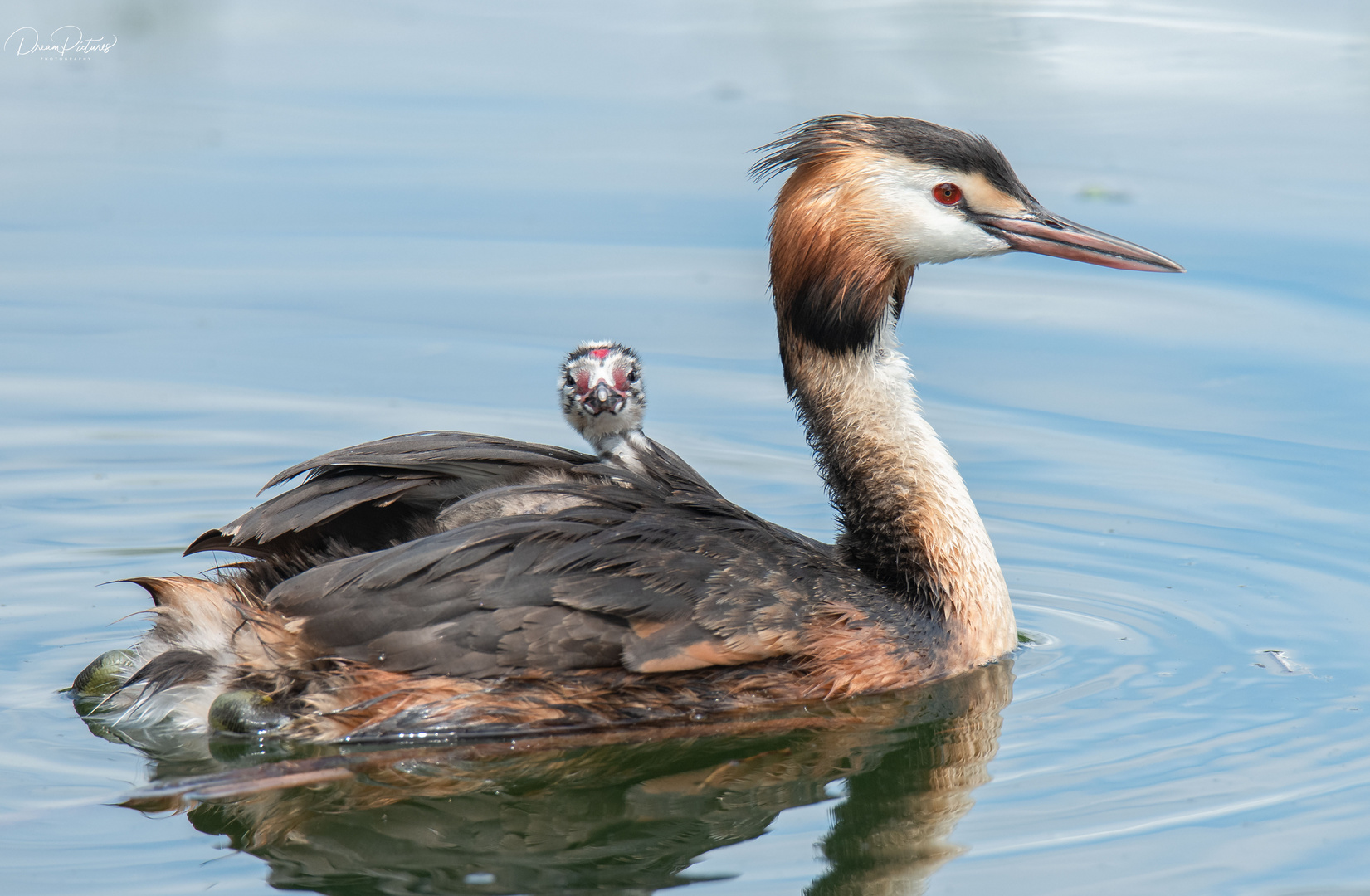 Wassertaxi - Mamma ist die Beste