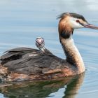 Wassertaxi - Mamma ist die Beste