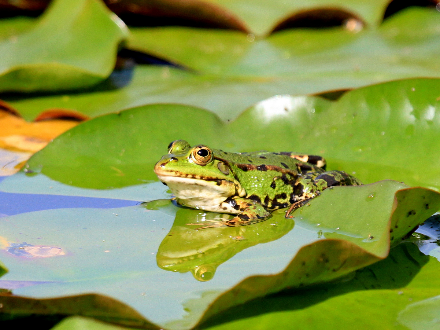 Wasser_Teichfrosch