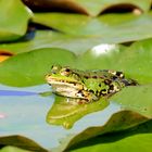 Wasser_Teichfrosch