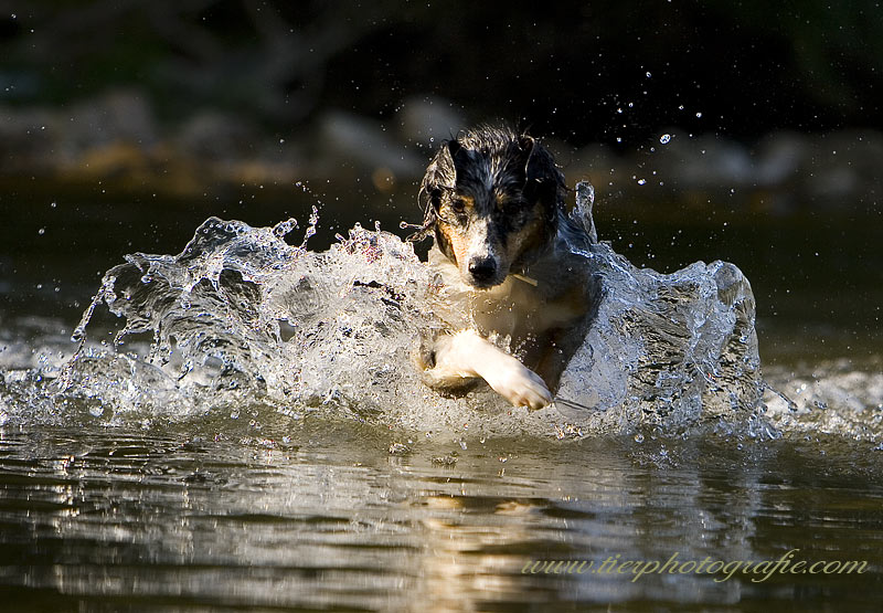 Wasserteiler