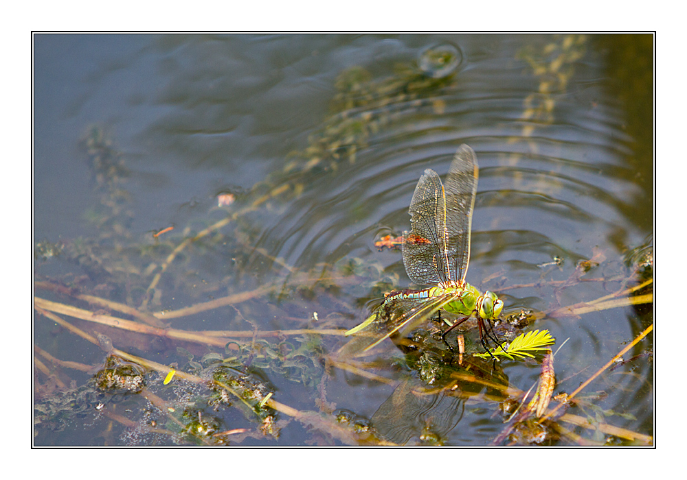 Wassertemperatur- messen