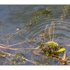 Wassertemperatur- messen