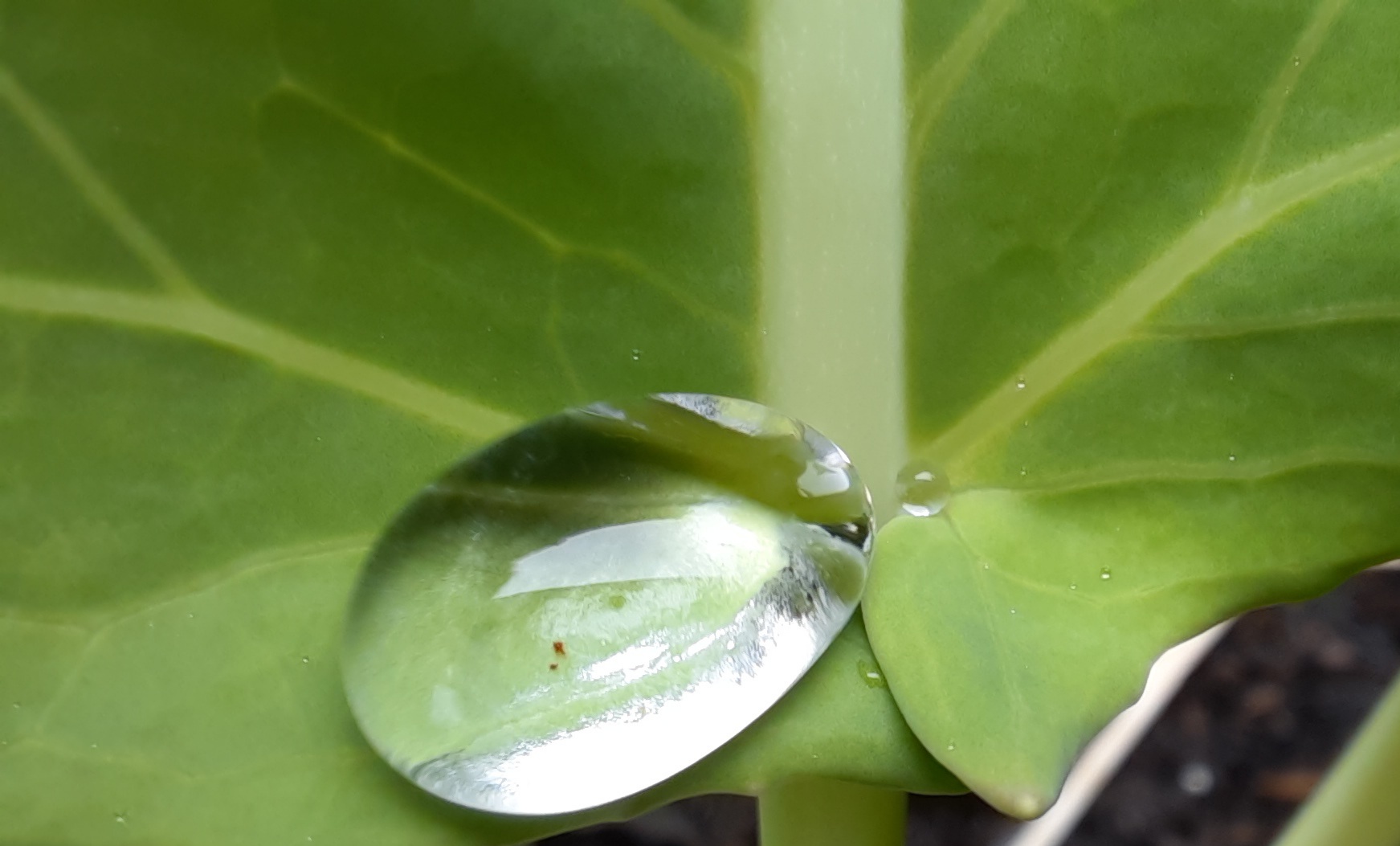 Wasserteopfen Unbearbeitet