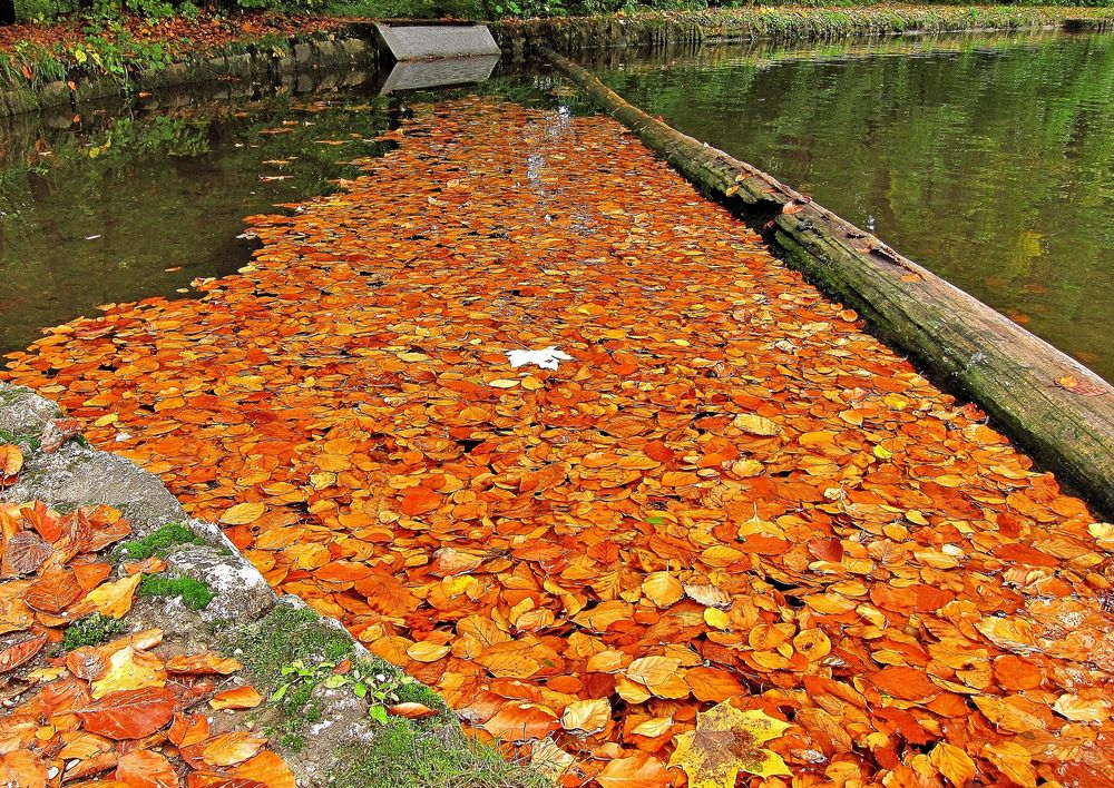 Wasserteppich