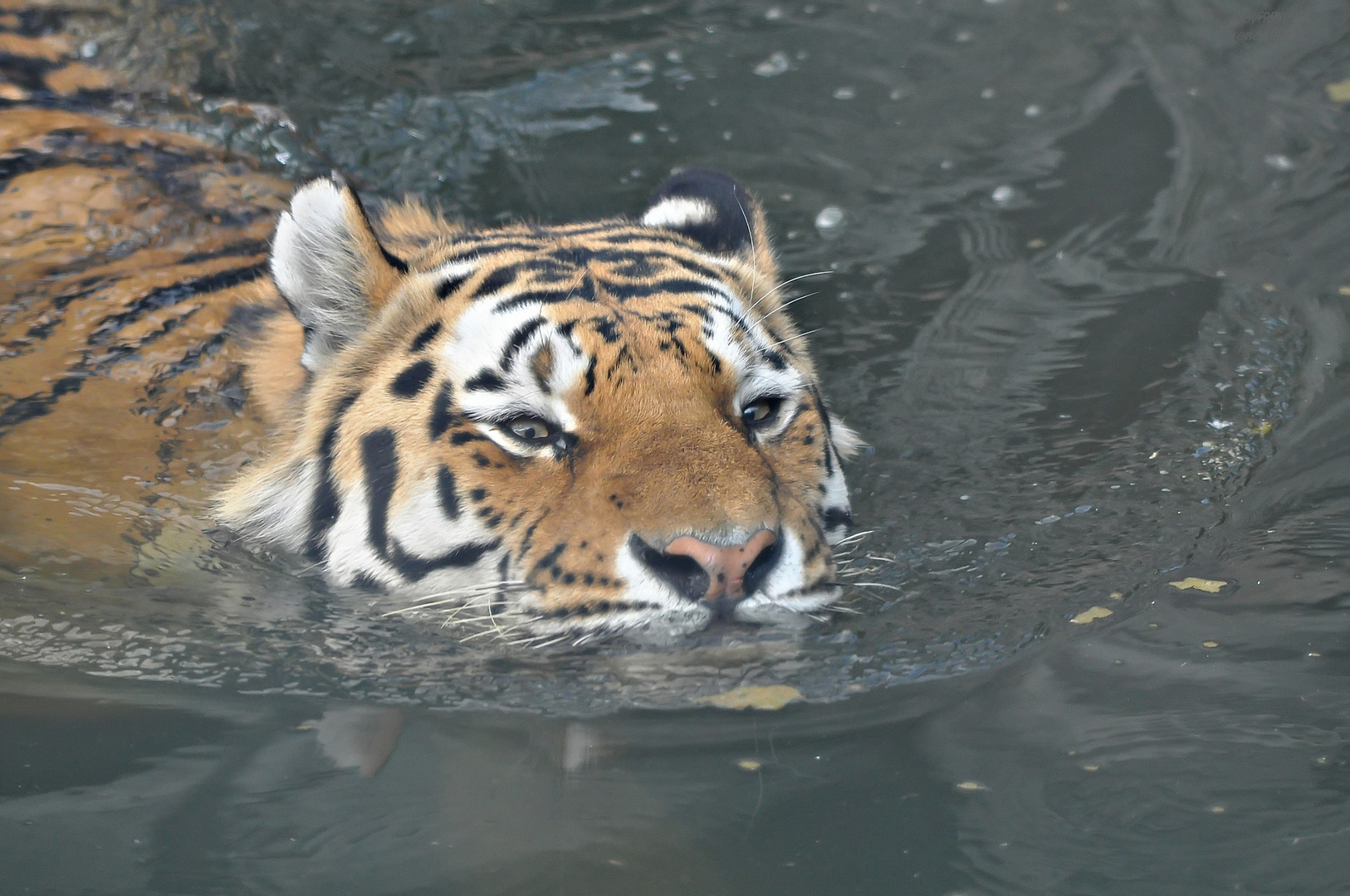 Wassertiger Mandschu