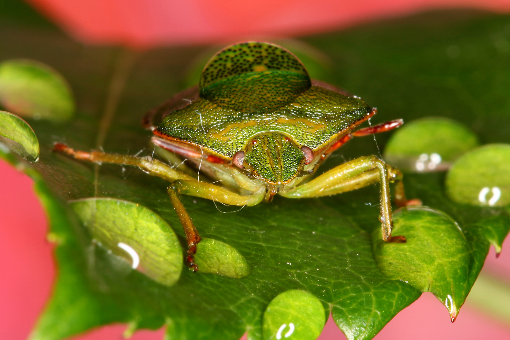 Wasserträger