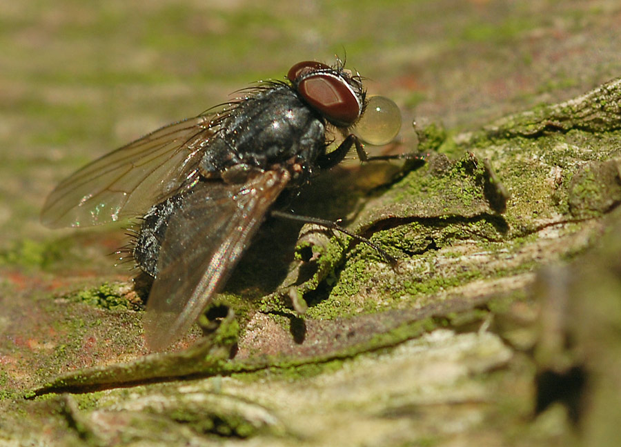 Wasserträger