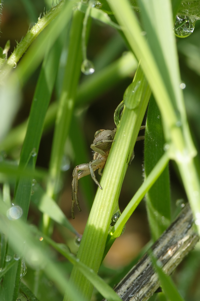 Wasserträger